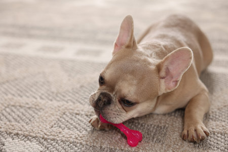 Adorable French bulldog dog chewing pet toy on floor indoors, closeup. Space for textの写真素材