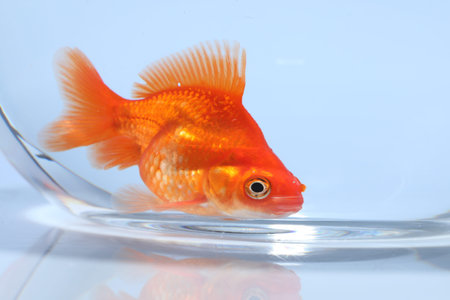 Gold fish swimming in aquarium with clean water on light gray background, closeupの写真素材