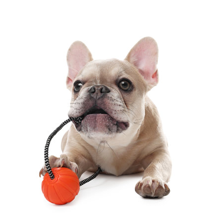 Adorable French bulldog dog with pet toy on white backgroundの写真素材