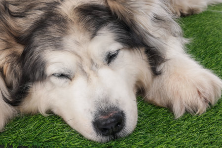 Sleepy Alaskan malamute dog on artificial grass, closeupの写真素材
