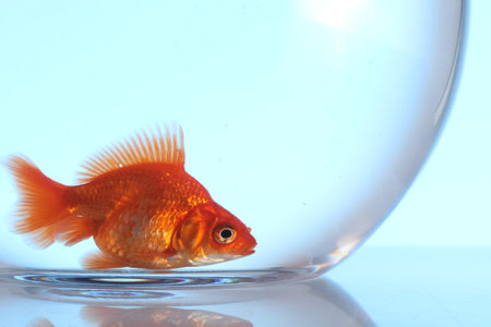 Gold fish swimming in aquarium with clean water on light blue background, closeupの写真素材