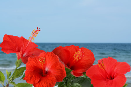 Red hibiscus flowers by sea. Tropical plantの写真素材
