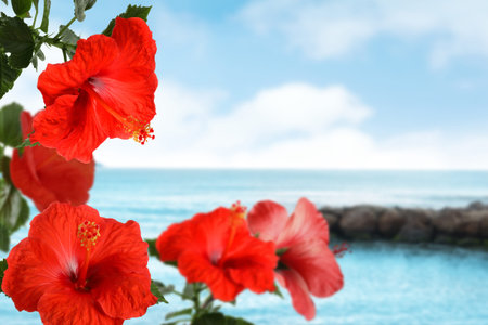 Red hibiscus flowers by sea. Tropical plantの写真素材