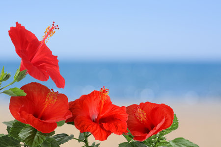 Hibiscus plant with bright red flowers on tropical islandの写真素材