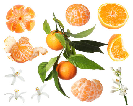 Tangerine, fruits, leaves and flowers on white background, setの写真素材