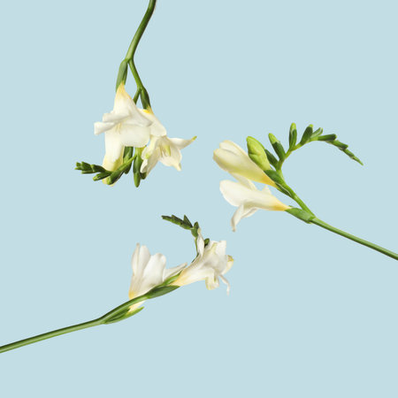 White freesia flowers flying on light blue backgroundの写真素材