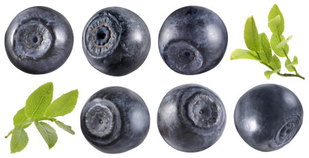 Fresh bilberries and green leaves isolated on white, setの写真素材