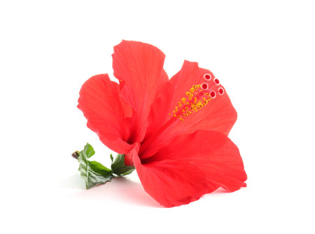 Beautiful red hibiscus flower isolated on whiteの写真素材