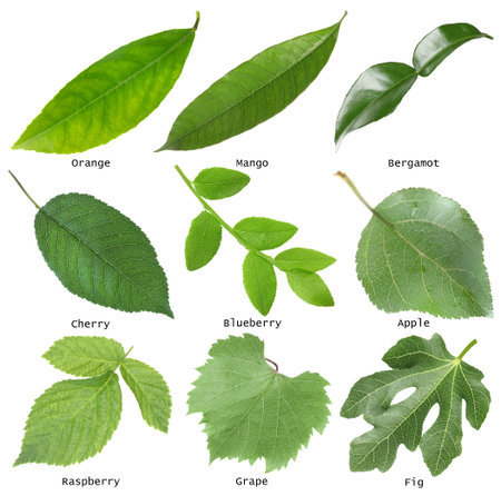 Fresh green fruit leaves and names on white background, collage