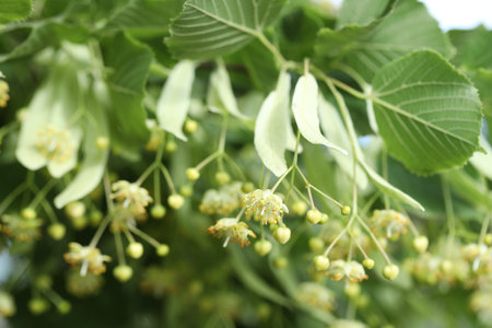Linden tree branch with leaves and blooming flowers outdoors, closeupの写真素材
