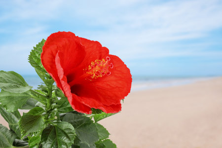 Hibiscus plant with bright red flower on tropical islandの写真素材