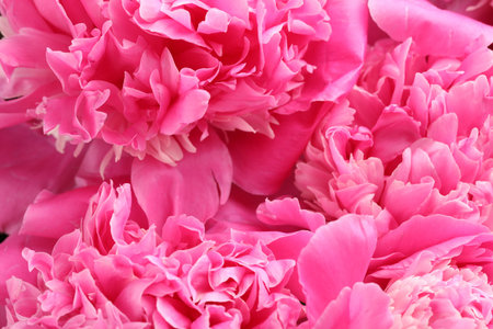 Bouquet of beautiful peonies as background, closeupの写真素材