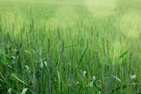 View of agricultural field with ripening wheat spikes