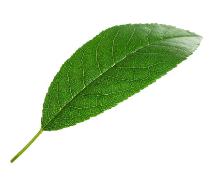 One cherry tree leaf isolated on white