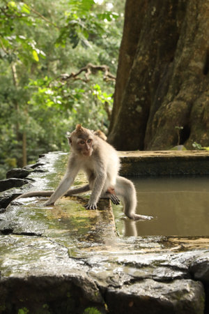 Cute monkey on stone pool in park