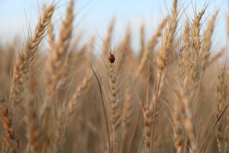 Ladybug on wheat ear in field, closeupの写真素材