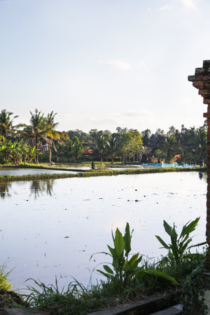 Picturesque view of paddy field on sunny dayの写真素材