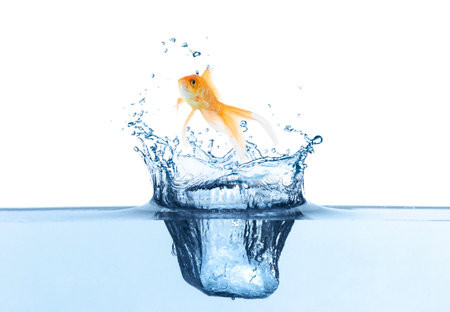 Beautiful bright goldfish jumping out of water on white backgroundの写真素材