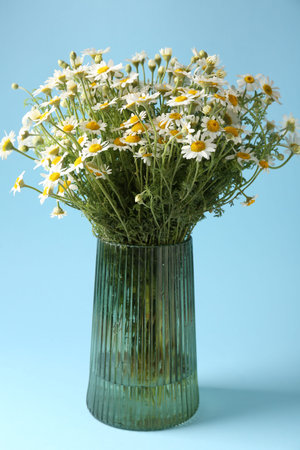 Beautiful chamomile flowers in vase on light blue backgroundの写真素材