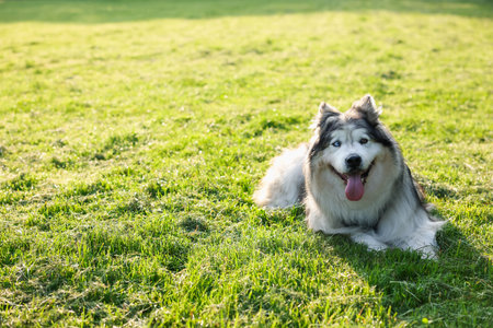 Adorable Alaskan malamute dog lying on green grass outdoors in morning. Space for textの写真素材