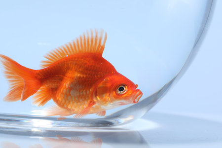 Gold fish swimming in aquarium with clean water on light grey background, closeupの写真素材