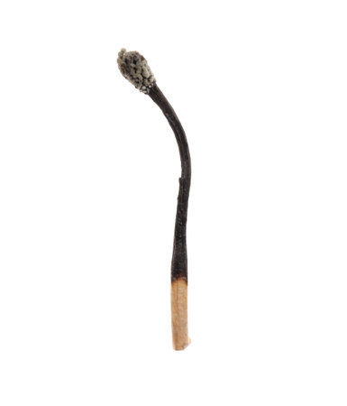 One burnt match isolated on white. Tool for starting fireの写真素材
