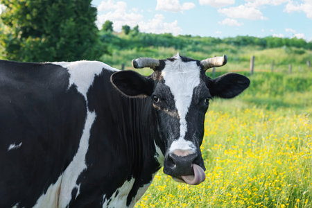 Beautiful cow grazing on green meadow, space for text. Farm animal