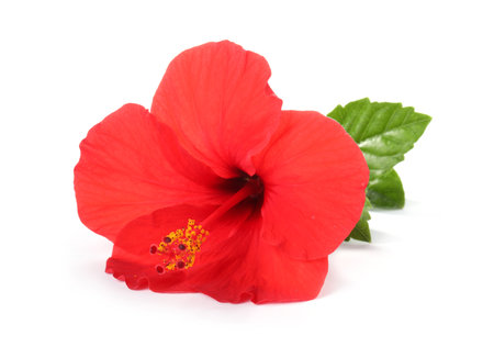 Beautiful red hibiscus flower with green leaves isolated on whiteの写真素材