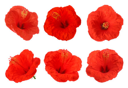 Beautiful red hibiscus flowers on white background, collageの写真素材