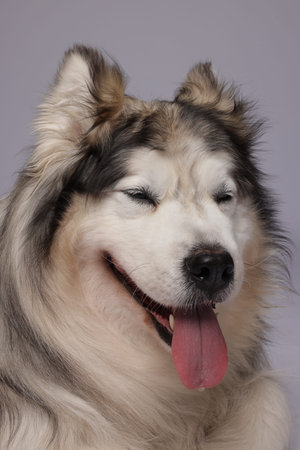Beautiful Alaskan malamute dog on white background