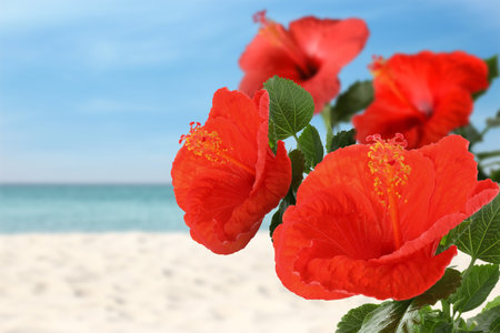 Hibiscus plant with bright red flowers on tropical islandの写真素材