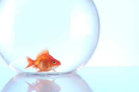 Gold fish swimming in aquarium with clean water on light blue background, closeup. Space for textの写真素材