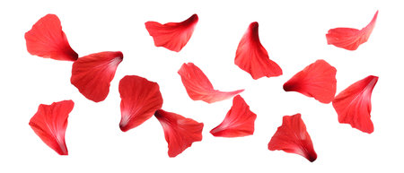 Red hibiscus petals falling on white backgroundの写真素材