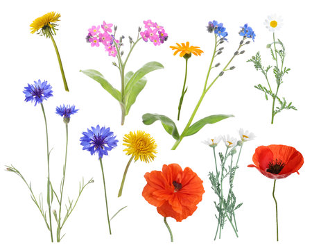 Wildflowers on white background, set. Different blooming plantsの写真素材