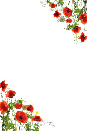 Beautiful meadow flowers on white background. Frame with space for textの写真素材