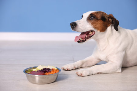 Cute dog and bowl with fresh natural products on floor near blue wall at home. Pet foodの写真素材