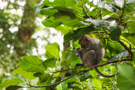 Cute monkey with food on tree branch in forestの写真素材