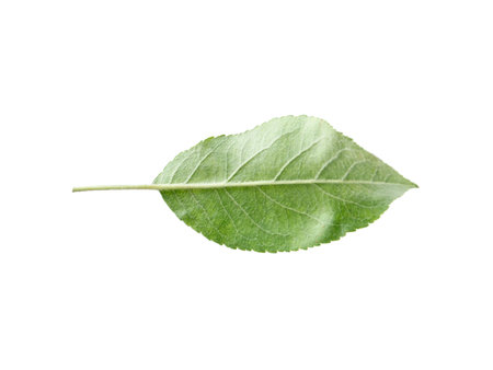 One green apple tree leaf isolated on whiteの写真素材