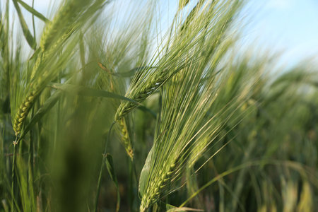 Many wheat spikes growing in field outdoors, closeupの写真素材