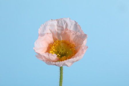 One beautiful poppy flower on light blue background, closeupの写真素材