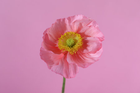 Beautiful poppy flower on pink background, closeupの写真素材