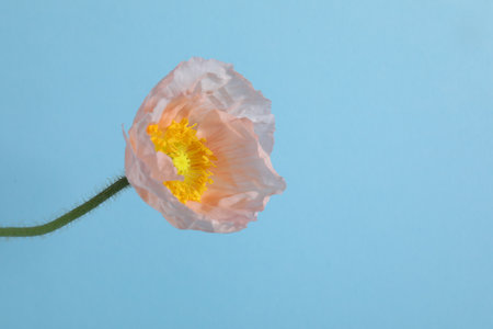 One beautiful poppy flower on light blue background, closeup. Space for textの写真素材