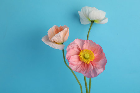 Beautiful poppy flowers on light blue background, closeupの写真素材
