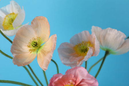 Beautiful poppy flowers on light blue background, closeupの写真素材