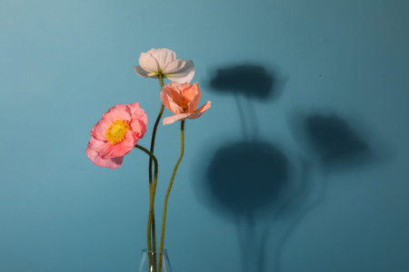 Beautiful poppy flowers casting shadow on light blue background, closeup