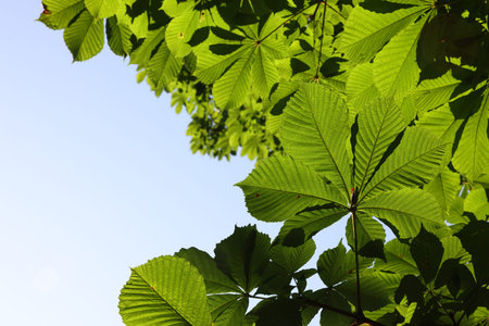 Chestnut tree branches with green leaves outdoors, bottom view. Space for textの写真素材
