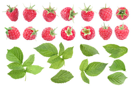Fresh raspberries and green leaves on white background, collageの写真素材