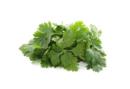 Bunch of aromatic cilantro isolated on whiteの写真素材