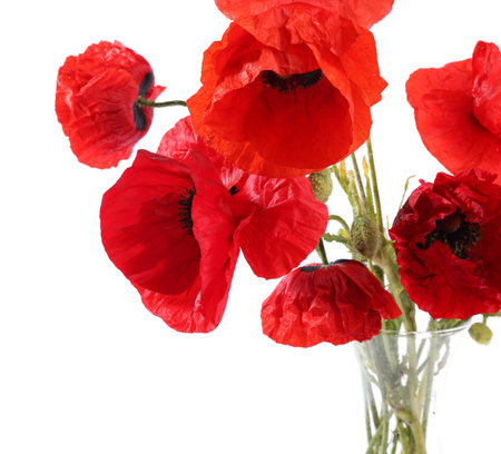 Bouquet of beautiful poppy flowers in vase isolated on whiteの写真素材