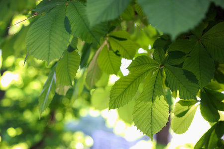 Chestnut tree branches with green leaves outdoors, closeupの写真素材